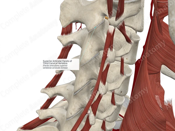 Superior Articular Facets of Third Cervical Vertebra
