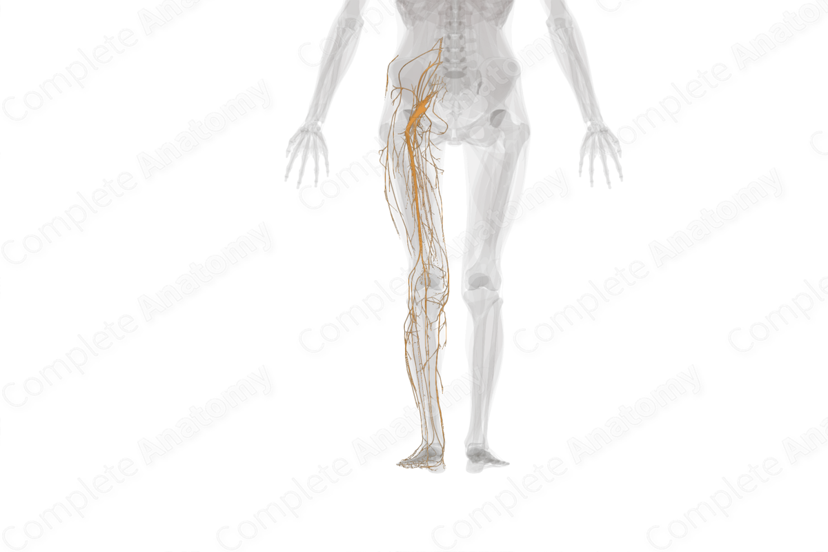 Nerves of Lower Limb (Left)