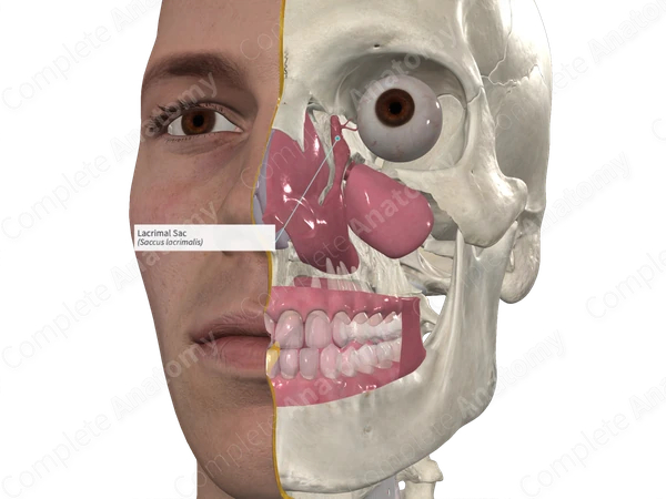 Lacrimal Sac