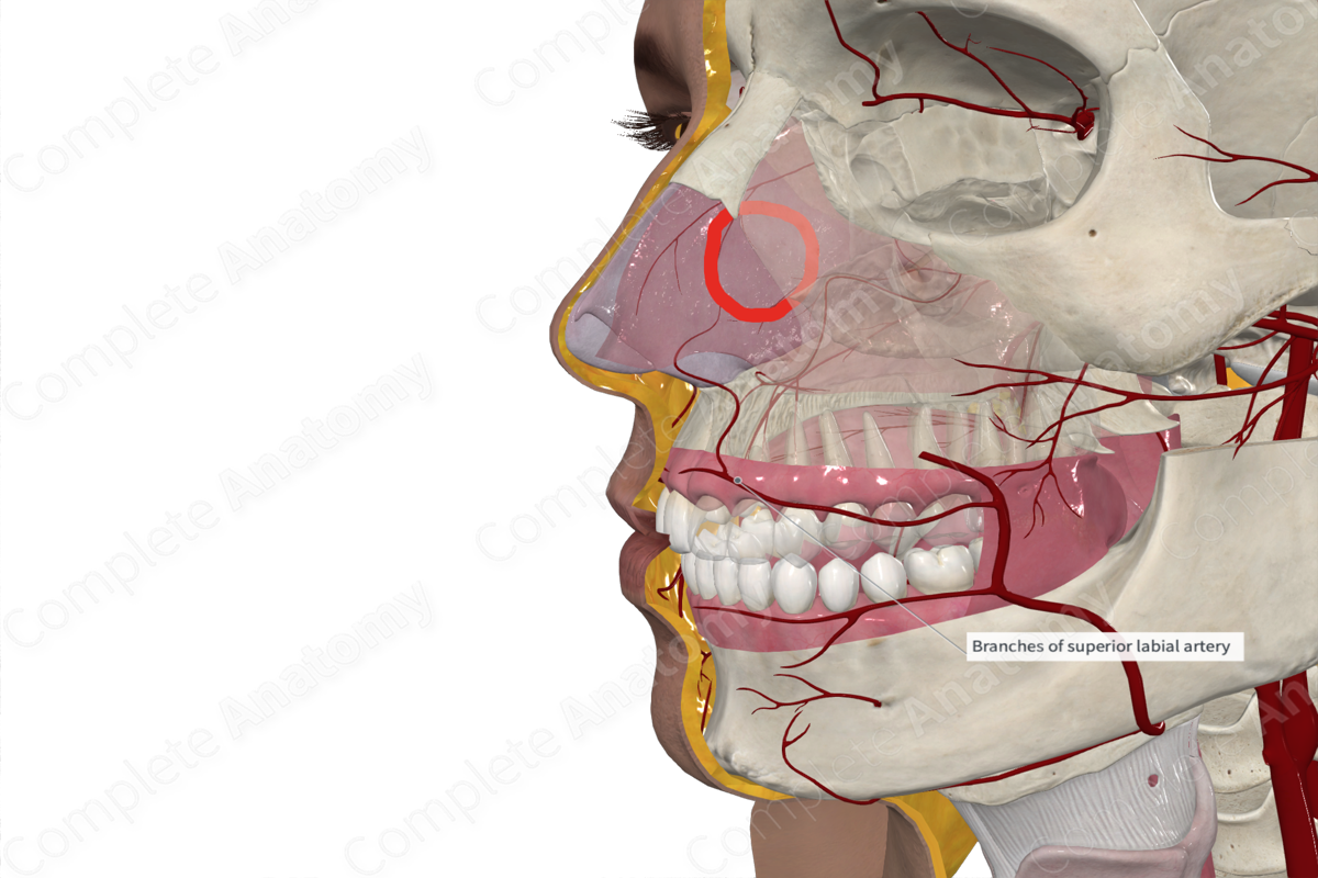 Superior Labial Artery 