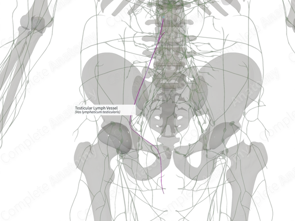 Testicular Lymph Vessel (Left)