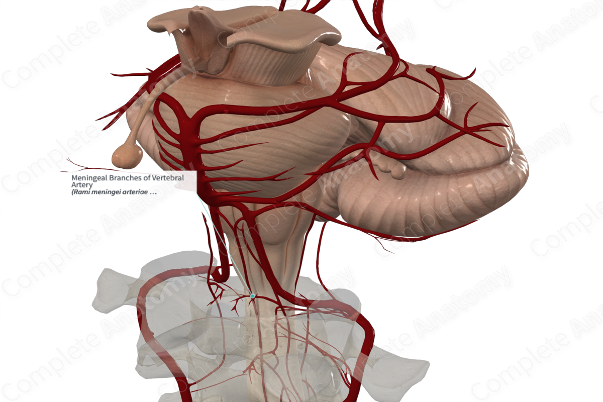 Meningeal Branches of Vertebral Artery 