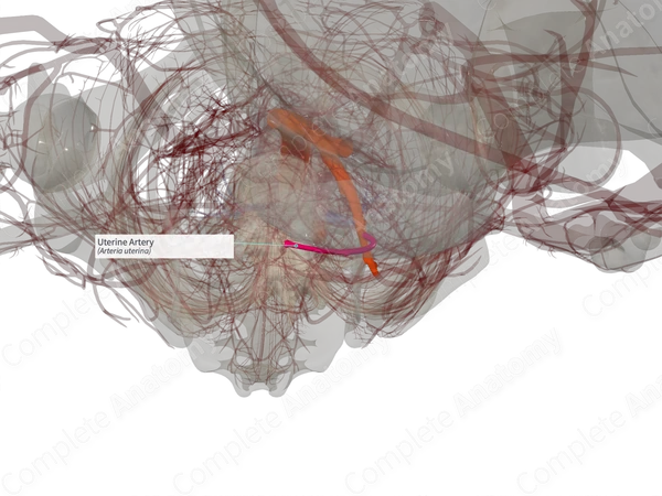 Uterine Artery (Left)