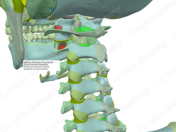 Inferior Articular Process of Third Cervical Vertebra (Left)