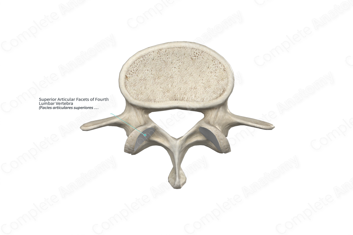 Superior Articular Facets of Fourth Lumbar Vertebra