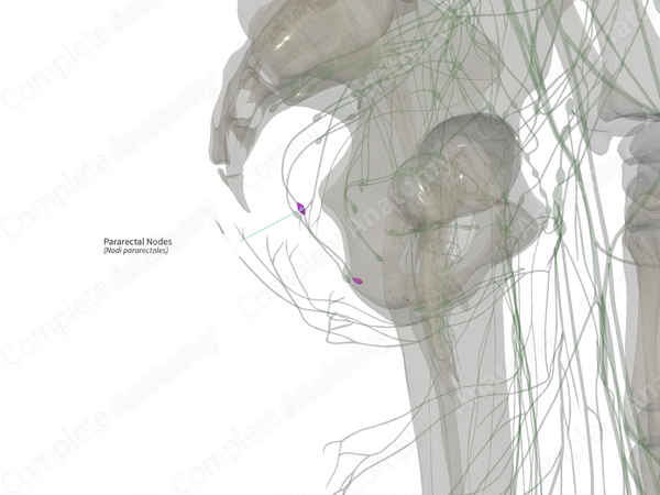 Pararectal Nodes (Left)