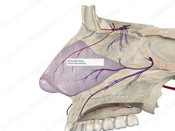Ethmoidal Veins