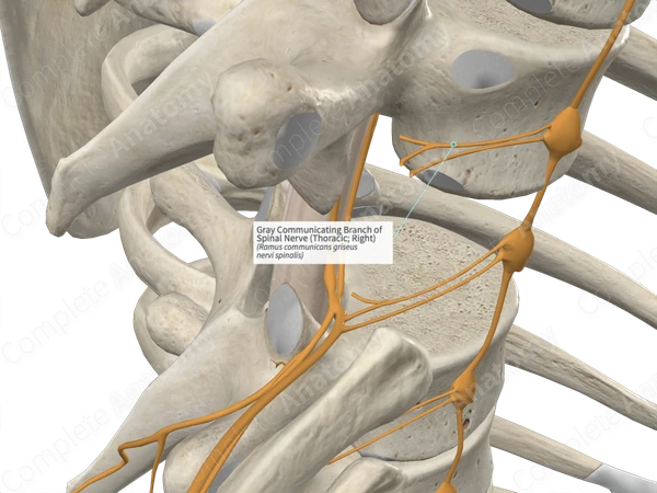 Gray Communicating Branch of Spinal Nerve (Thoracic; Right)