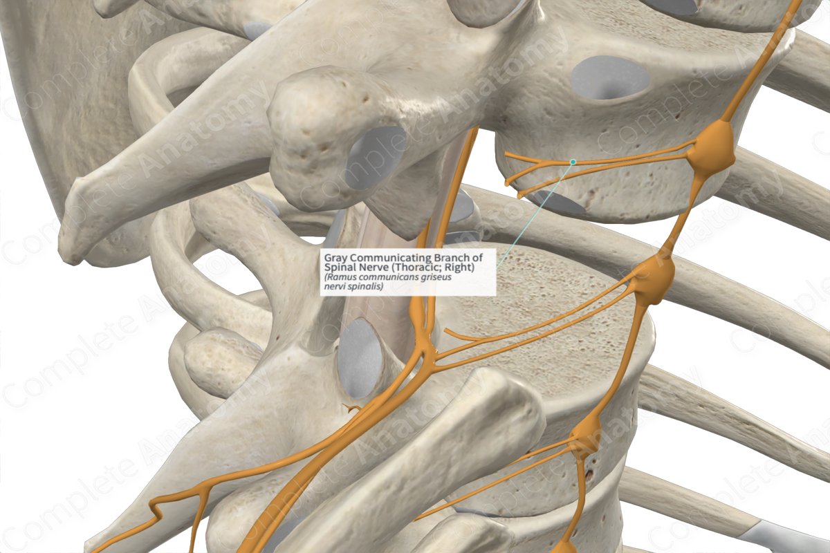 Gray Communicating Branch of Spinal Nerve (Thoracic; Right)