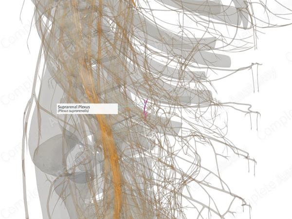 Suprarenal Plexus (Right)