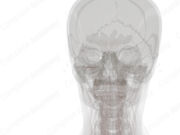 Muscles of Auditory Ossicles (Left)