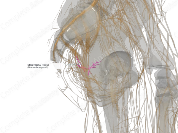 Uterovaginal Plexus (Right)