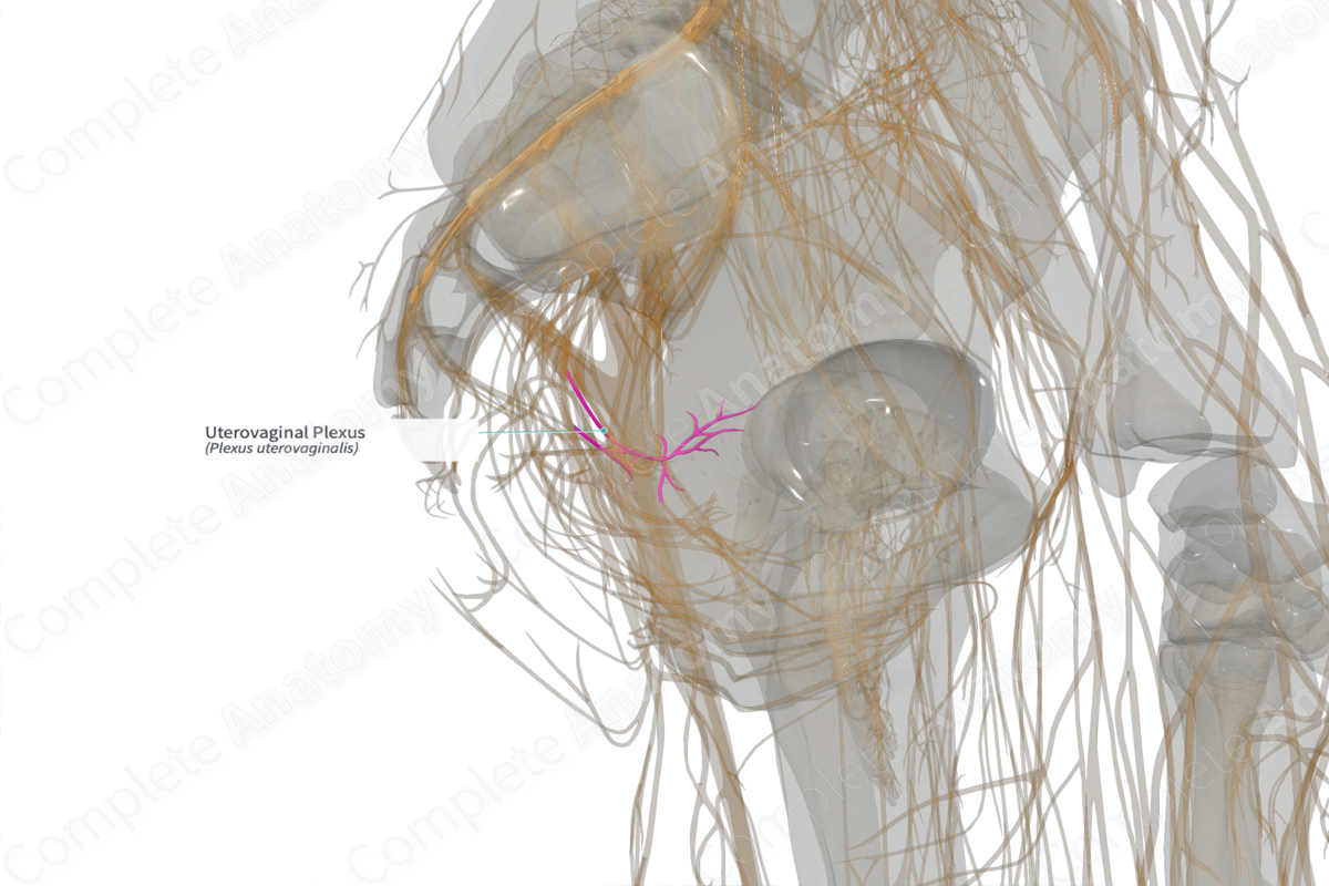 Uterovaginal Plexus (Right)
