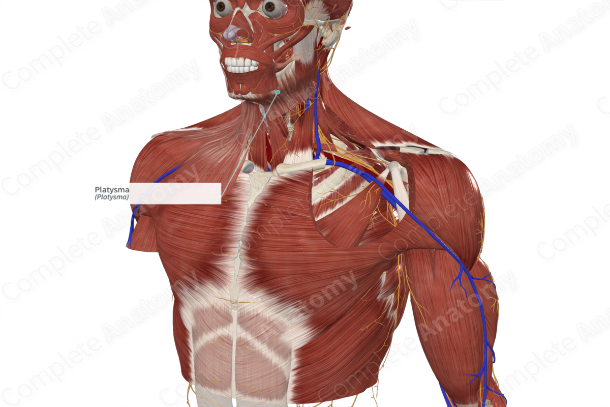 Platysma