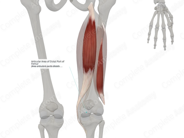Articular Area of Distal Part of Femur