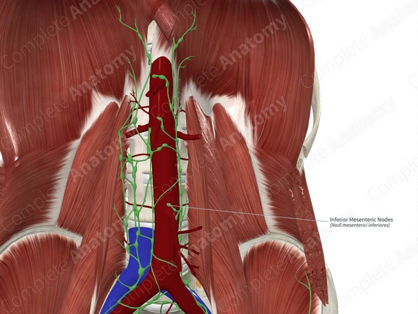 Inferior Mesenteric Nodes