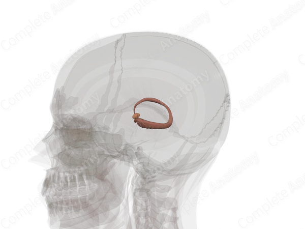 Limbic System (Left)