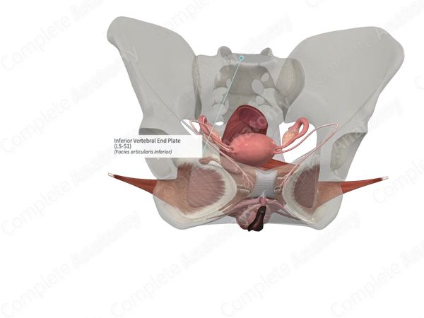 Inferior Vertebral End Plate (L5-S1)