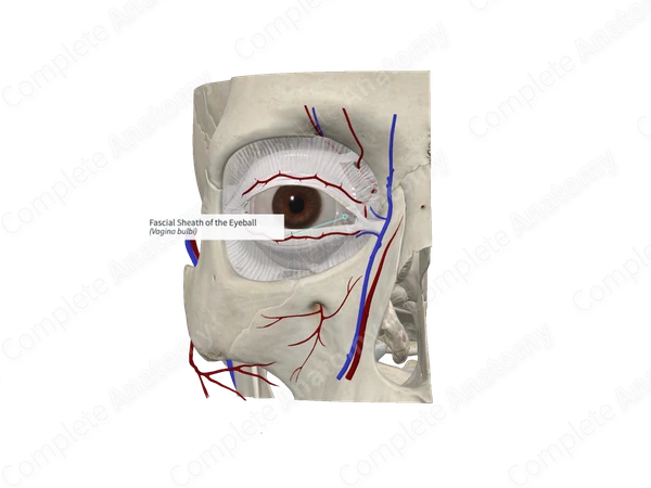Fascial Sheath of the Eyeball 