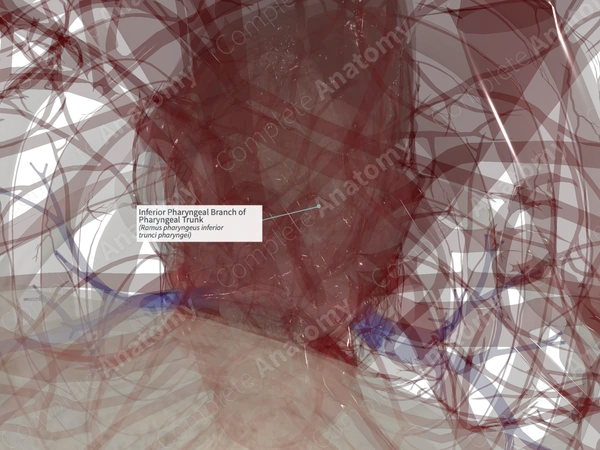 Inferior Pharyngeal Branch of Pharyngeal Trunk (Right)