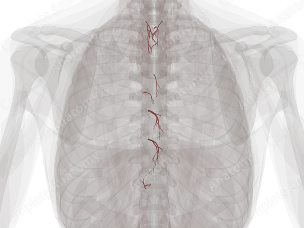 Arteries of Esophagus