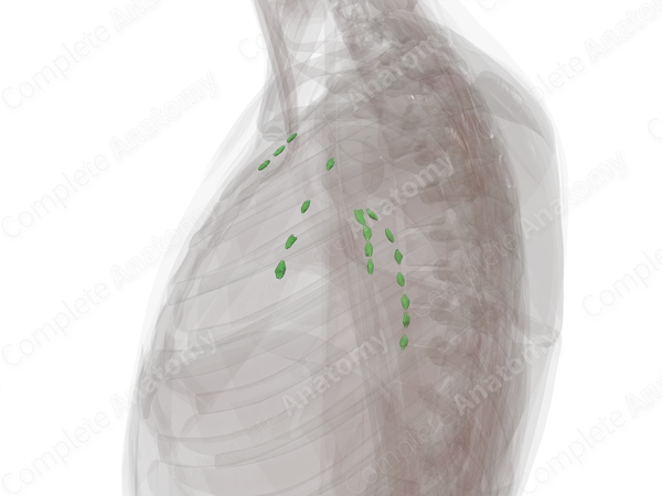 Superficial Axillary Nodes (Left)