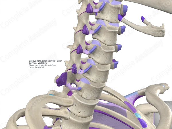 Groove for Spinal Nerve of Sixth Cervical Vertebra (Left)