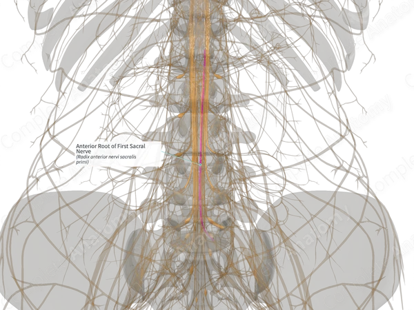 Anterior Root of First Sacral Nerve (Right)