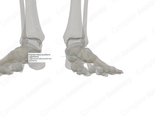 Plantar Intercuneiform Ligaments (Left)
