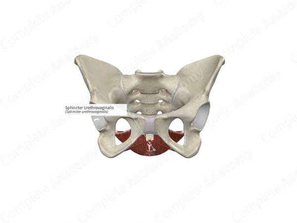 Sphincter Urethrovaginalis
