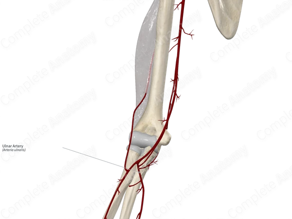 Ulnar Artery