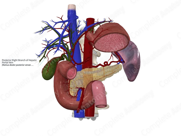 Posterior Right Branch of Hepatic Portal Vein