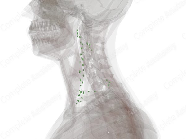 Lateral Cervical Nodes (Left)