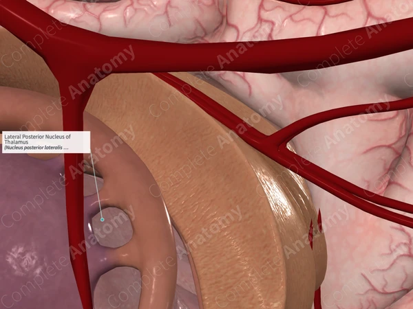 Lateral Posterior Nucleus of Thalamus