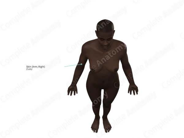 Skin (Arm; Right)