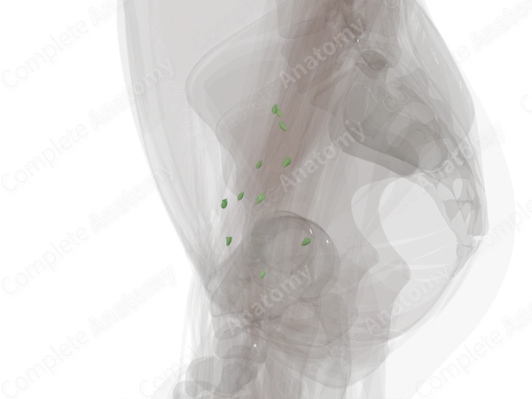 External Iliac Nodes (Left)