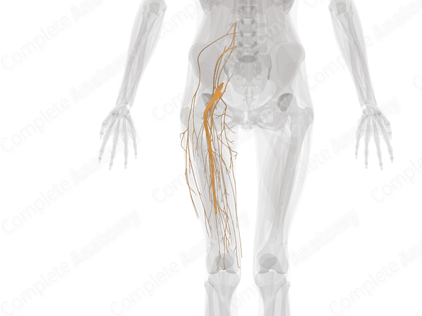 Nerves of Femoral Region (Left)
