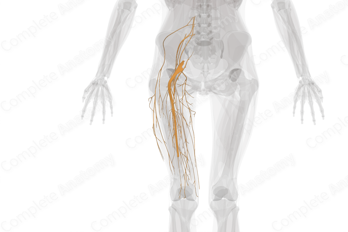 Nerves of Femoral Region (Left)
