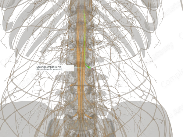 Second Lumbar Nerve (Left)