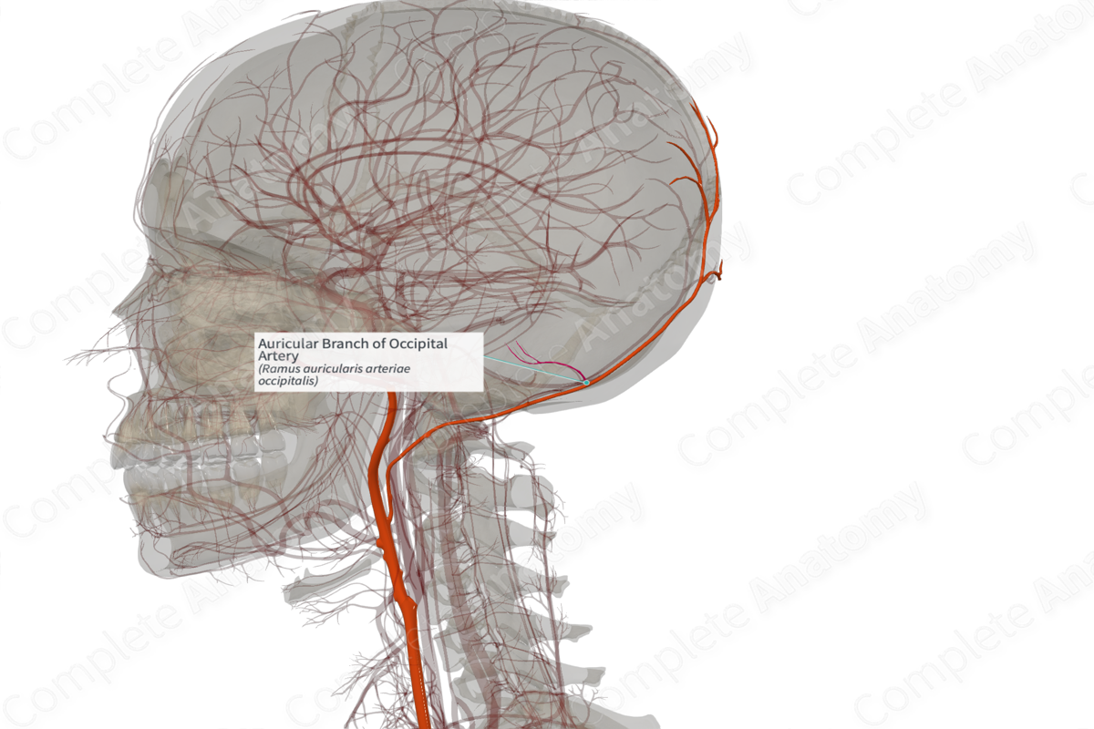 Auricular Branch of Occipital Artery (Left)