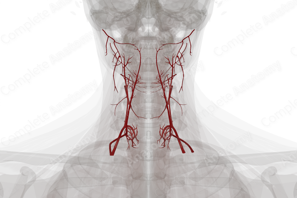 Arteries of Neck