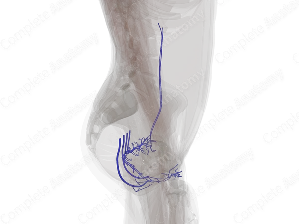 Veins of Female Genital System