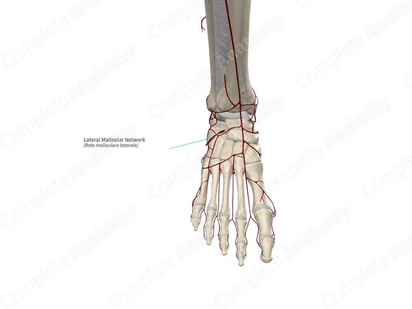 Lateral Malleolar Network