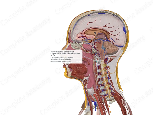 Fibrous Layer of Articular Capsules of Median Atlantoaxial Joint