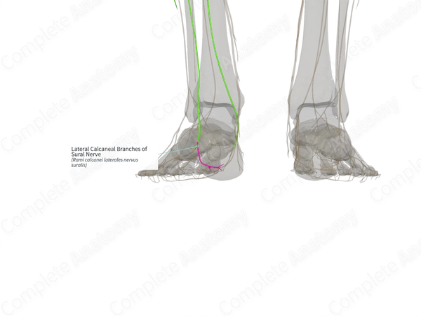 Lateral Calcaneal Branches of Sural Nerve (Left)