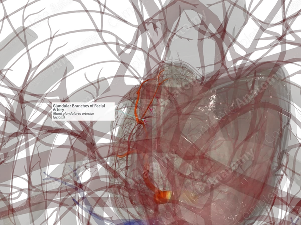Glandular Branches of Facial Artery (Right)