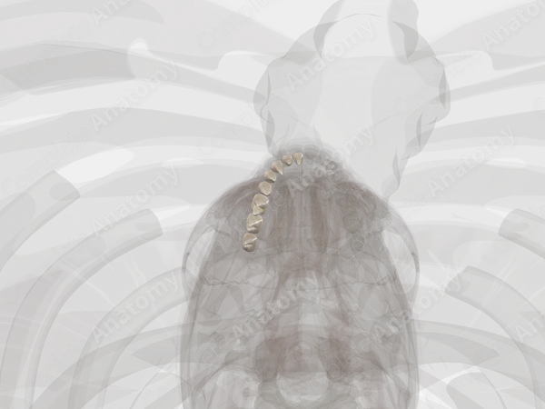 Mandibular Dental Arch (Right Quadrant)