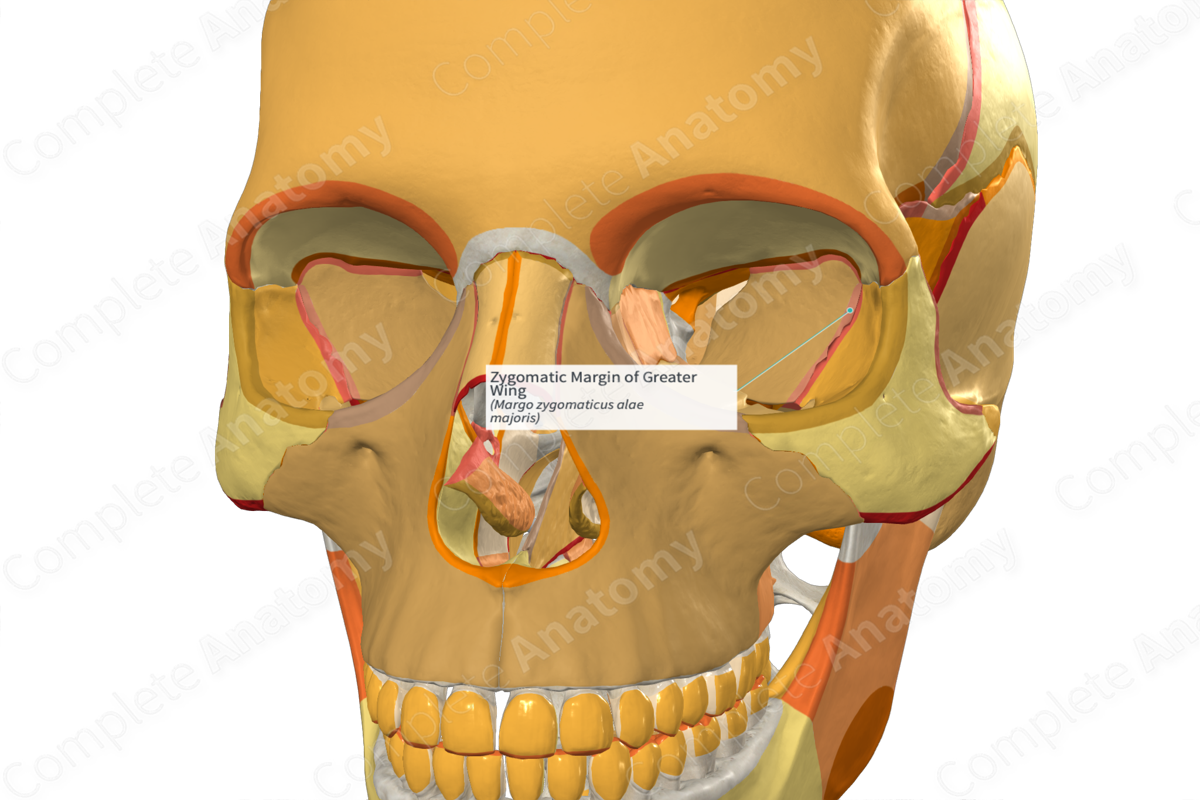 Zygomatic Margin Of Greater Wing (left) 