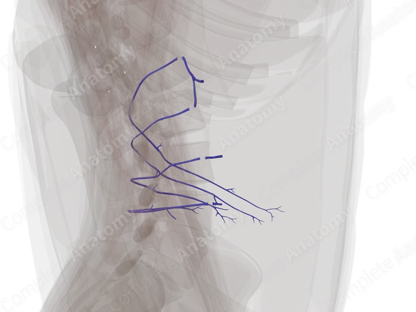 Lumbar Veins (Left)