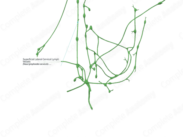 Superficial Lateral Cervical Lymph Vessels